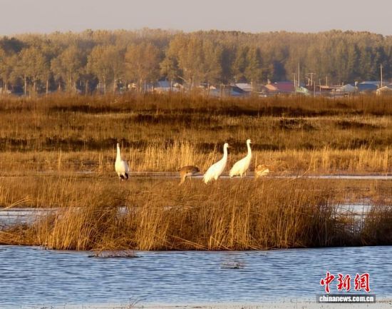 �ؚw�QȺ�ġ�С��(����)�����˰��QȺ�w�����r �z