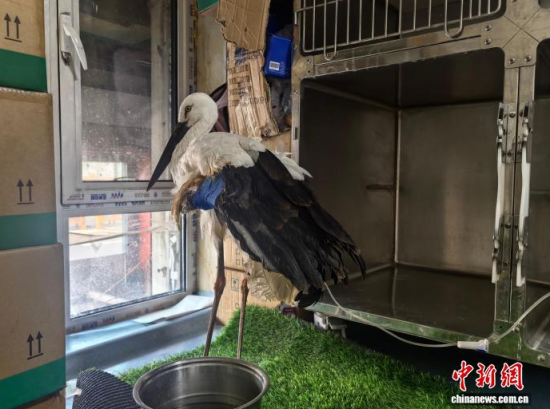 �܂��Ė|�����X���ڽ����ί�����ʯ���� �z