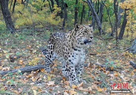 2025���ږ|��������(gu��)�ҹ��@�Ĕz�Ė|������(��ҕ��ý���D)