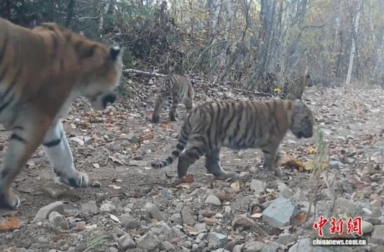 2025���ږ|��������(gu��)�ҹ��@�Ĕz���Ė|������(��ҕ��ý���D)